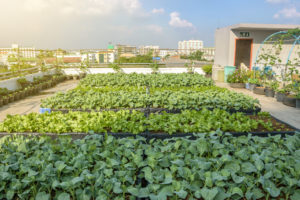Zeleninová zahrada na intenzivní zelené střeše